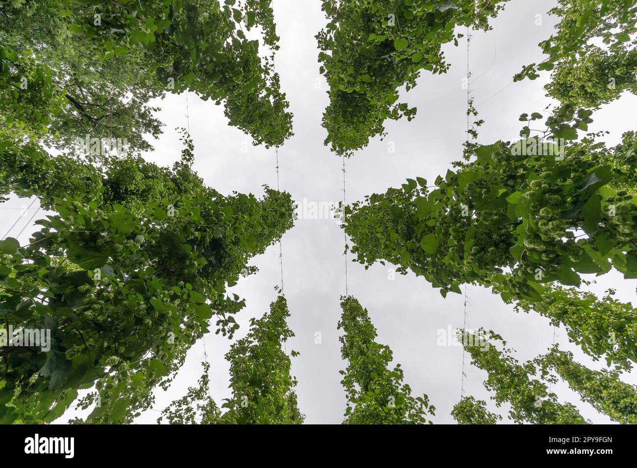 Luppolo che cresce su alti pali di legno Foto Stock