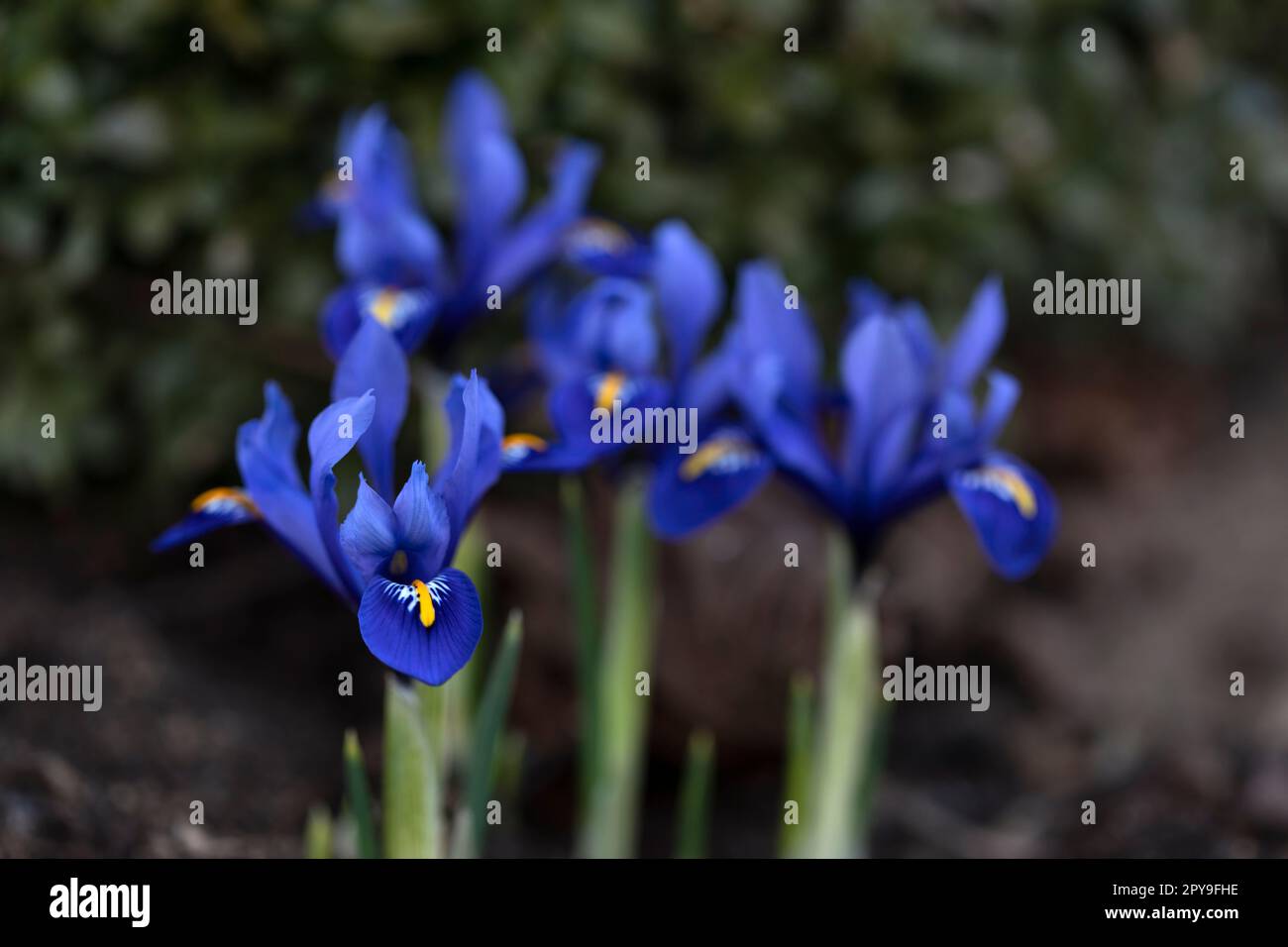 Blu iride reticolata fiori in un giardino Foto Stock