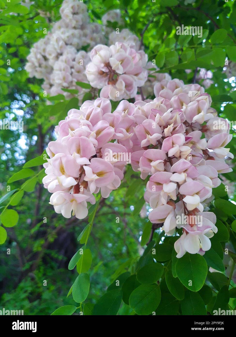 Robinia pseudoacacia fiori sullo sfondo delle foglie primo piano Foto Stock