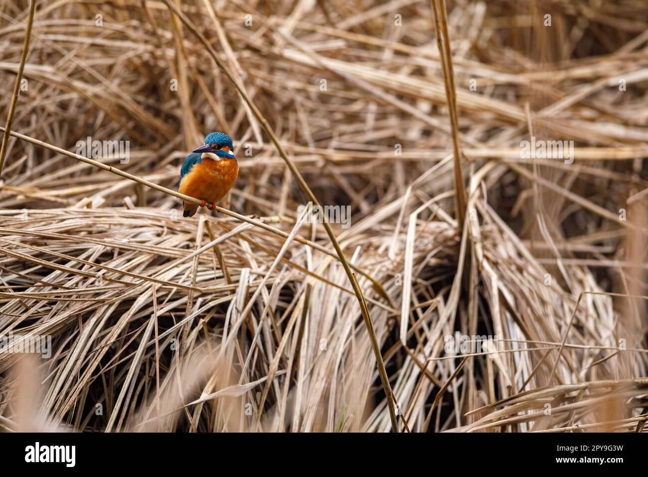 Un Martin pescatore nelle canne Foto Stock