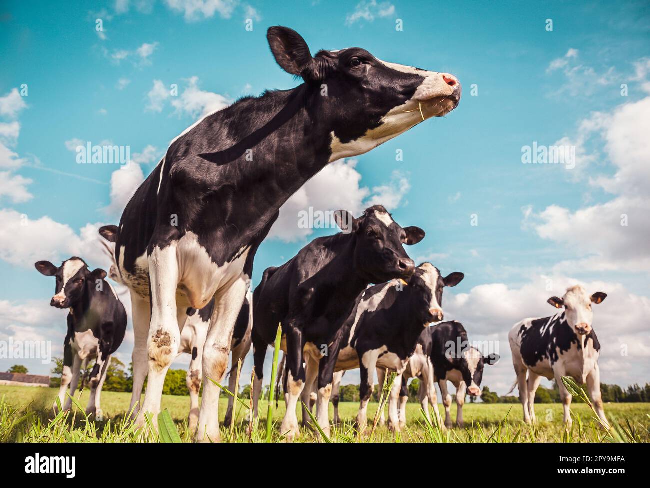 Bovini di razza Holstein in un prato Foto Stock