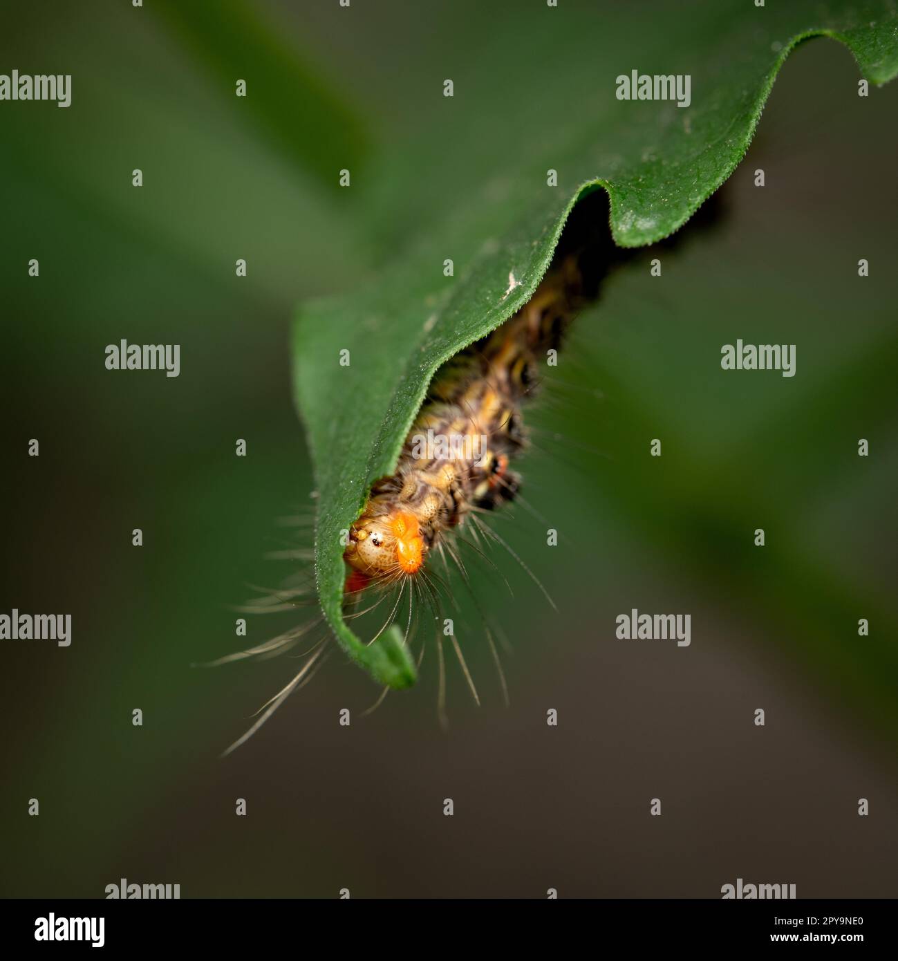 Macrofotografia di un bruco verde che divora una foglia verde vibrante Foto Stock