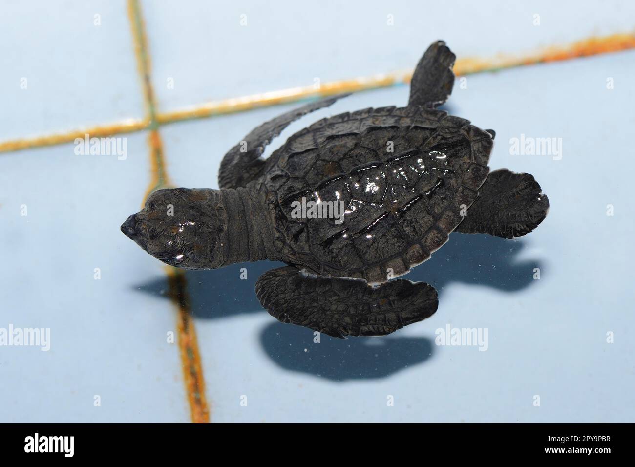 Circa Tartaruga di mare di ridley (Lepidothelys olivacea) di 1 mesi in vivaio, Bali, Indonesia Foto Stock