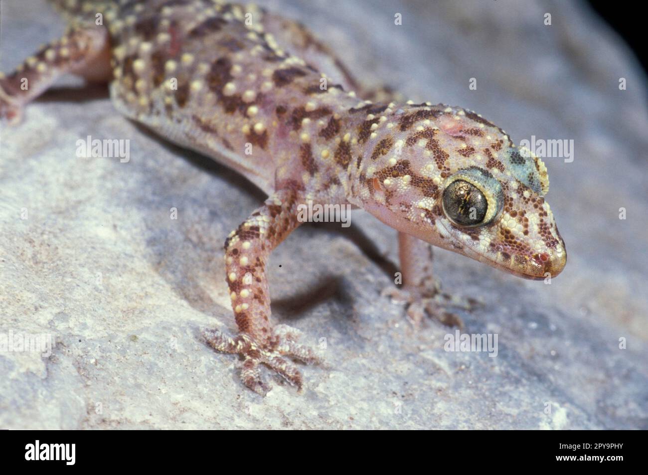 Semi denti europei, Turchia Foto Stock