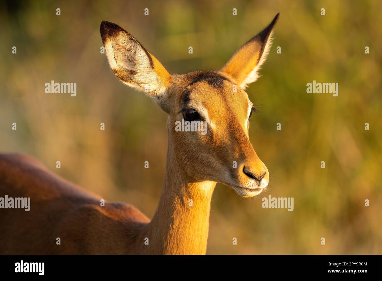 Primo piano dell'impala femminile in luce dorata Foto Stock