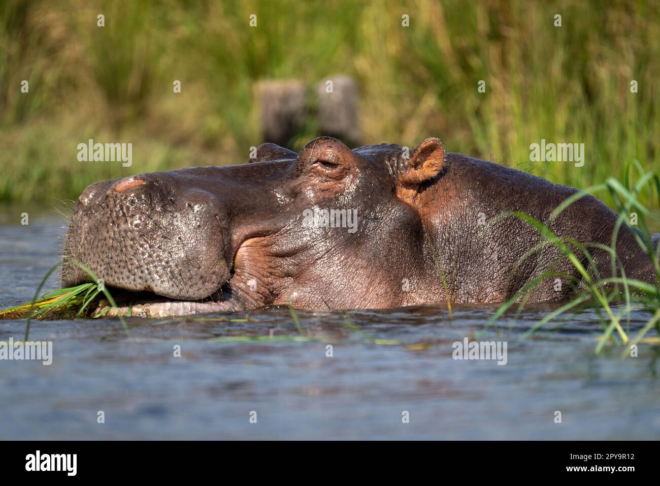 Primo piano di ippopotamo nel fiume che mangia erba Foto Stock