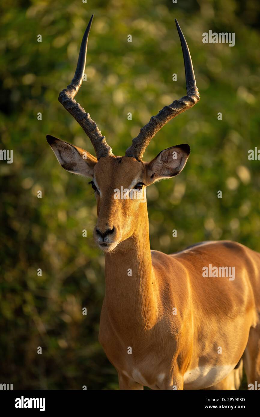 Primo piano della lente oculare impala comune maschile Foto Stock