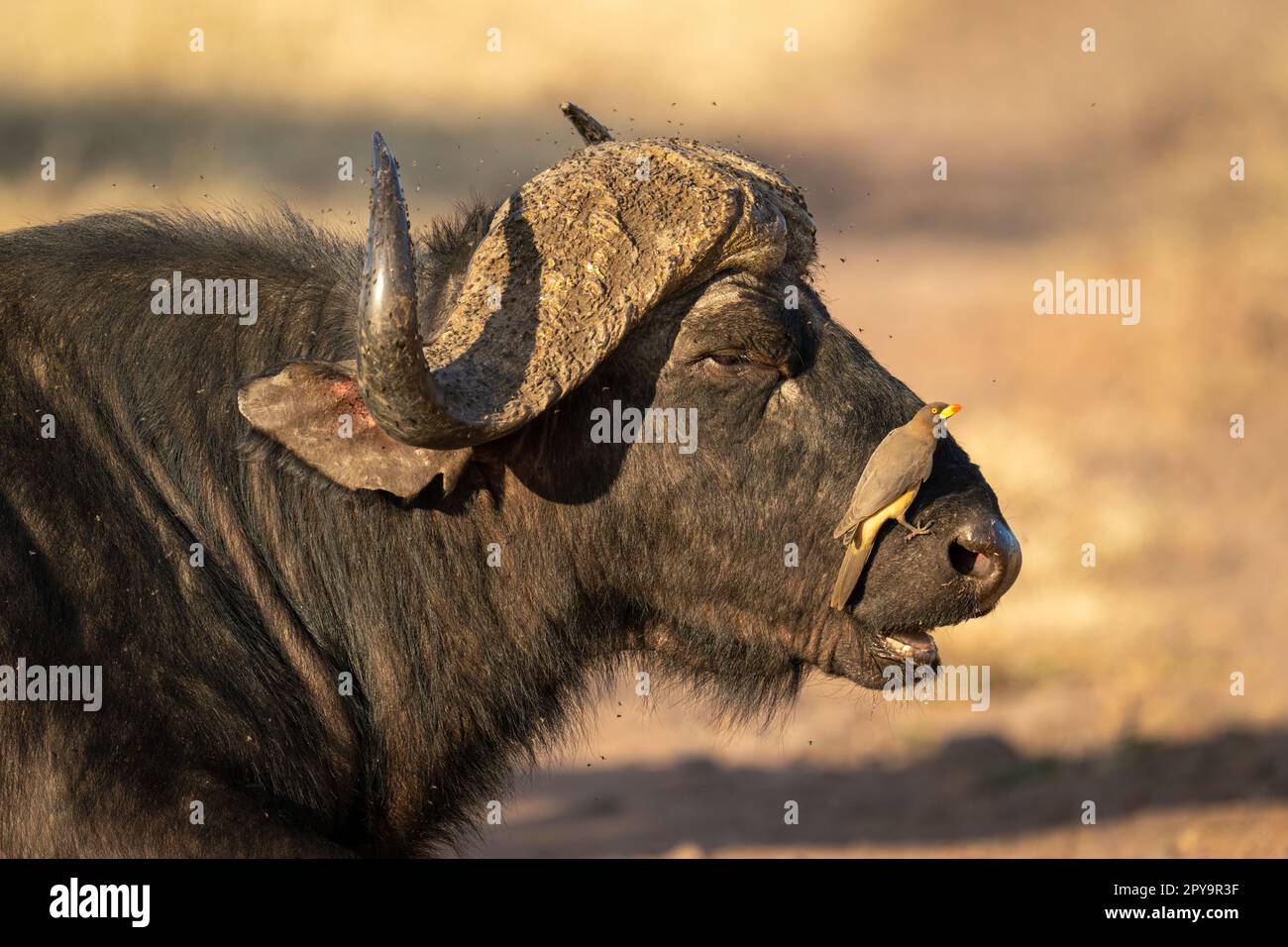 Primo piano di bufalo maschio del Capo con picchio di bufalo Foto Stock