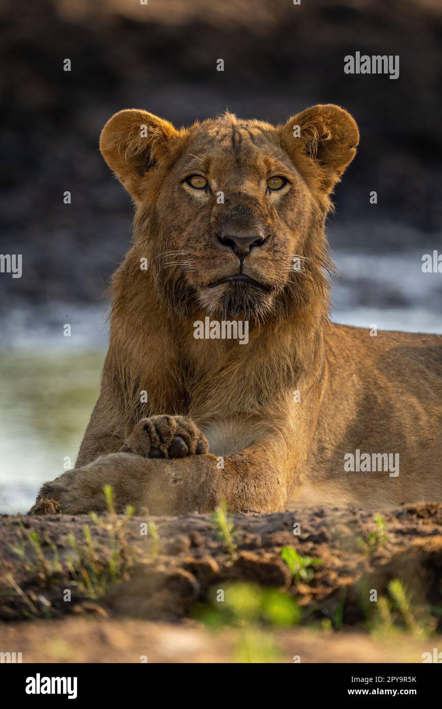 Primo piano di una macchina fotografica con leoni fangosi che sdraiano Foto Stock