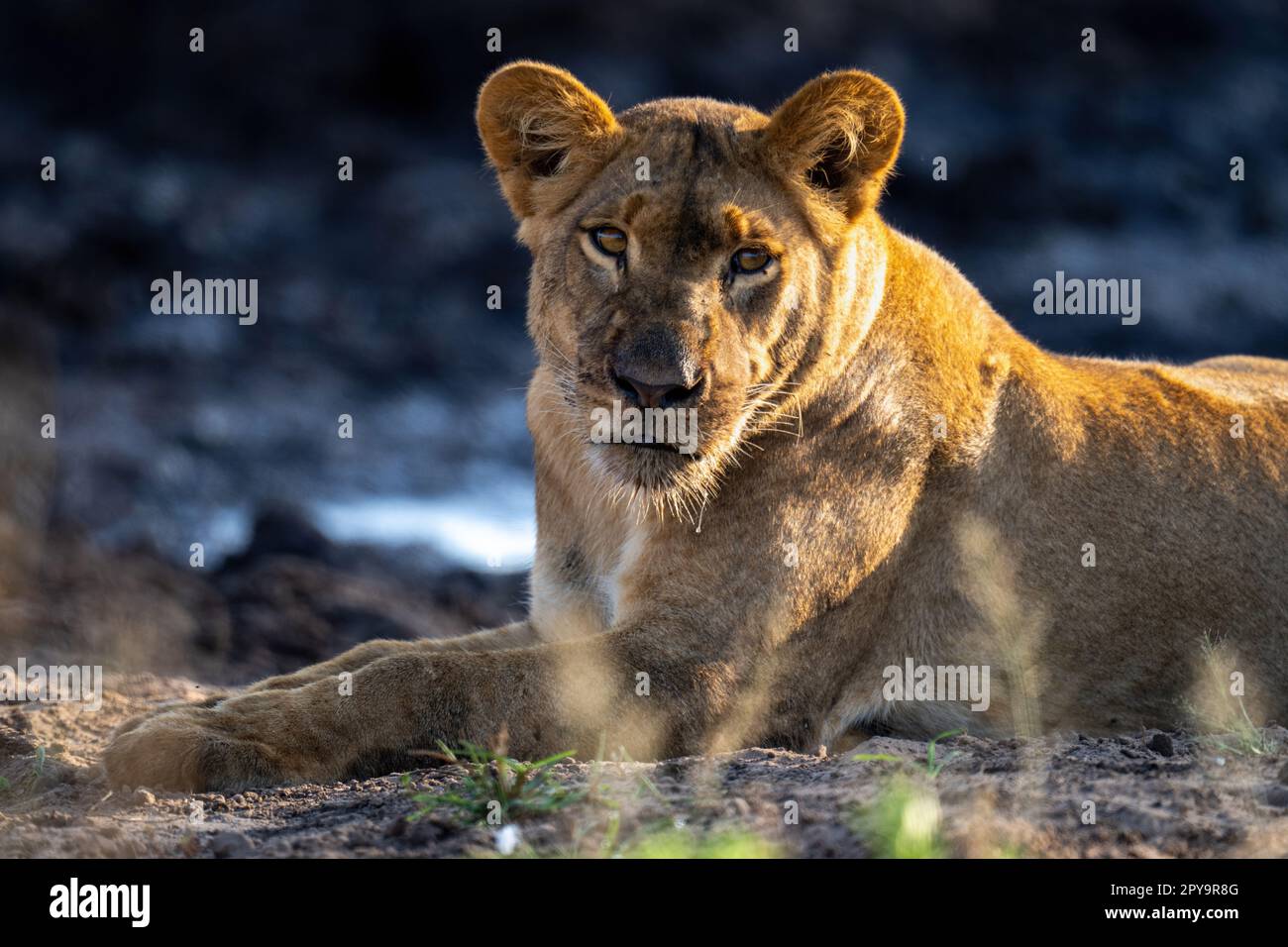 Primo piano di una giovane macchina fotografica con leone sdraiato Foto Stock