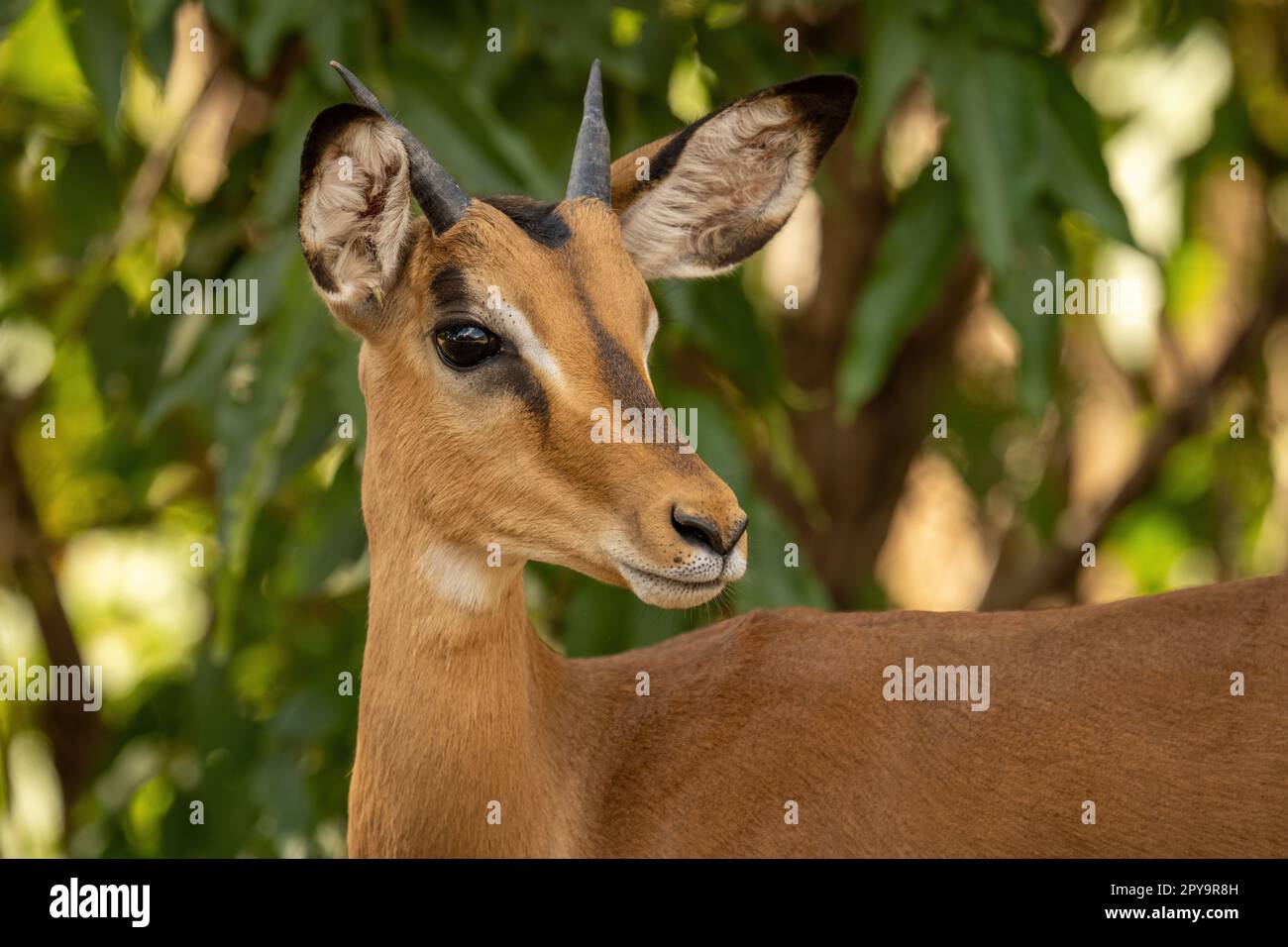 Primo piano di una giovane telecamera per la visione di impala Foto Stock