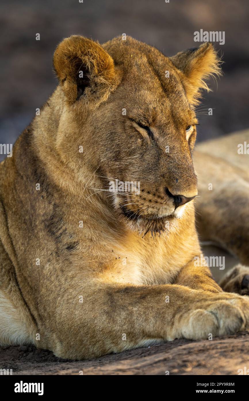 Primo piano di un leone giovane che si trova a chiudere gli occhi Foto Stock