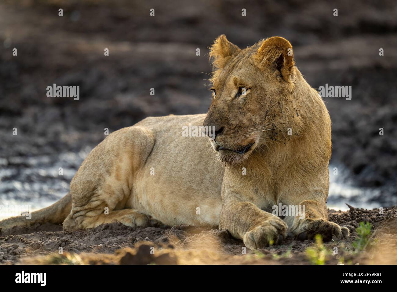 Primo piano del leone giovane che si trova girando la testa Foto Stock