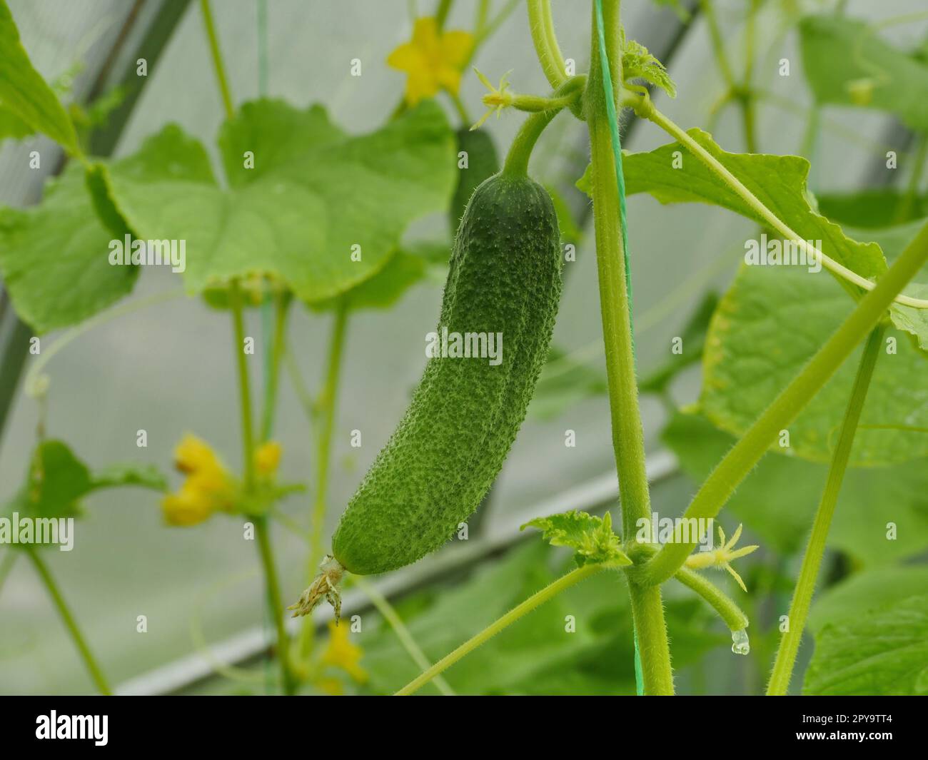 cetriolo verde fico appeso a un ramo Foto Stock