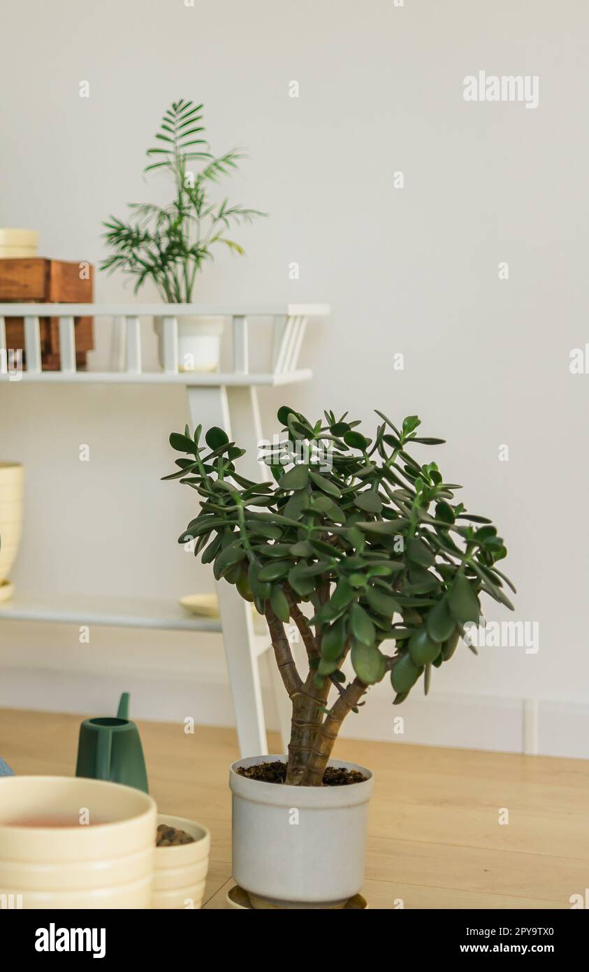 Houseplant Crassula jade pianta albero di soldi in vaso bianco in casa - concetto di giardinaggio domestico Foto Stock
