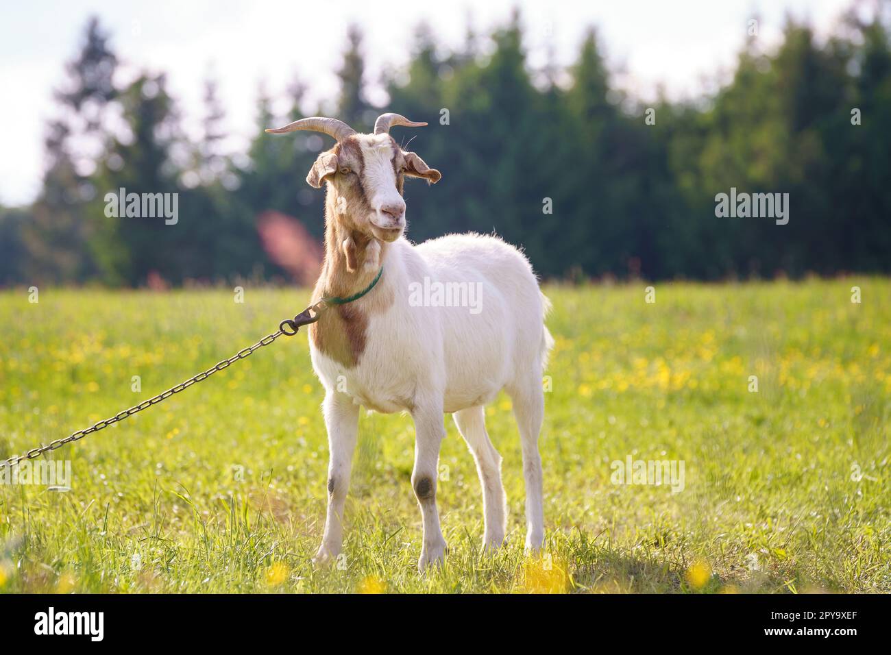 Una testa di capra cornuta bianca su sfondo naturale sfocato Foto Stock