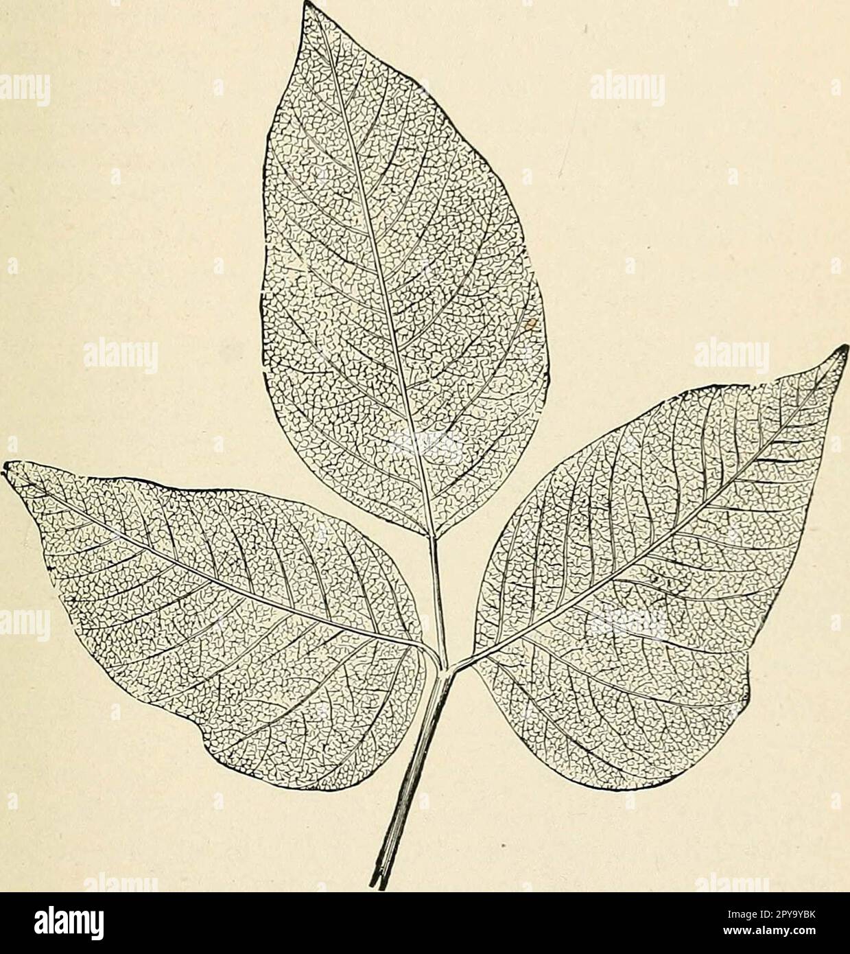 "Un libro di testo di pronto soccorso e di trattamento d'urgenza" (1917) Foto Stock