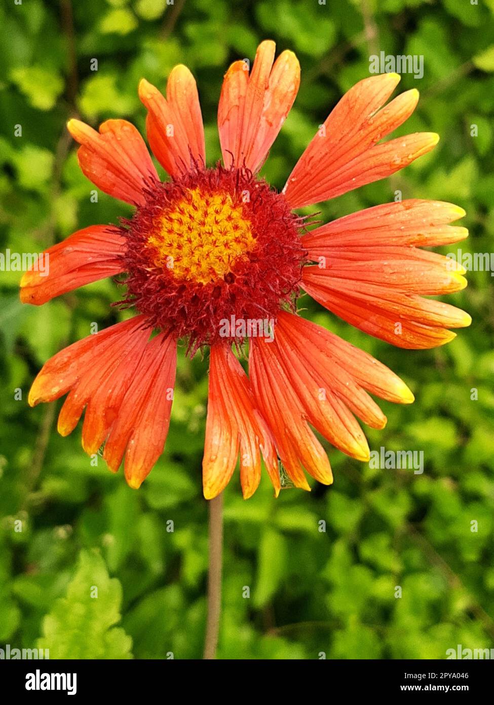 Fiore di Gaillardia da vicino dopo la pioggia Foto Stock