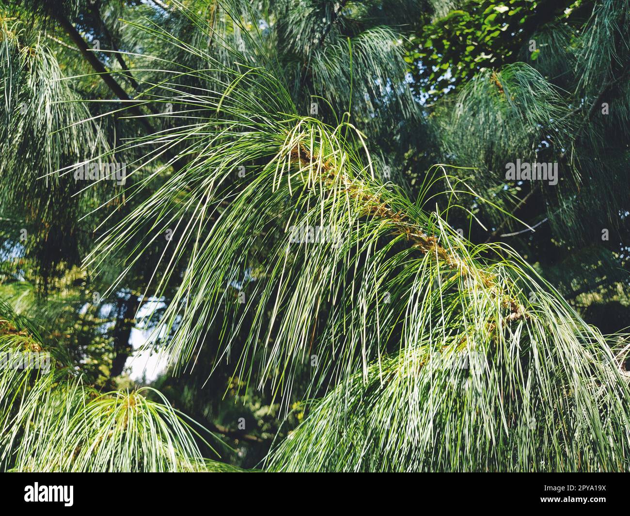 Ramo di pino verde con aghi lunghi. Conifere Evergreen Gymnosperms Foto Stock