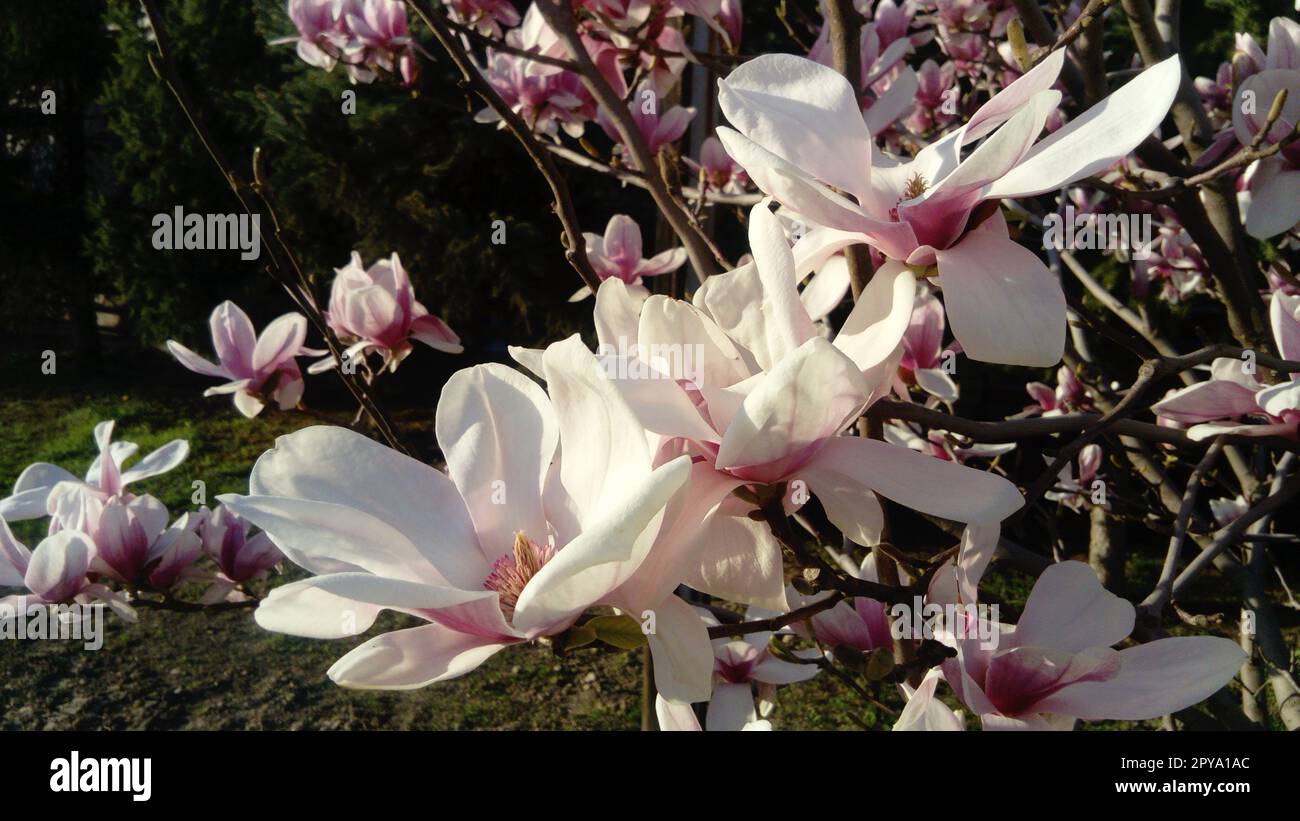 Bellissimi fiori bianchi in fiore e boccioli di magnolia su rami senza foglie. Pestelli rosa e stampanti. Invito di nozze o biglietto d'auguri. 8 marzo. L'inizio della primavera. Delicati petali bianchi Foto Stock
