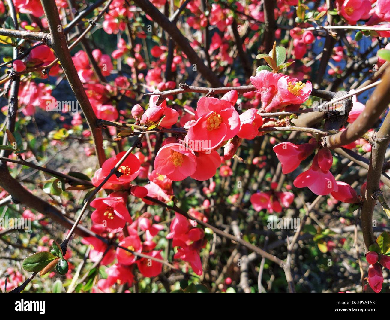 Bellissimi fiori di henomeles rosa e rosso. Arbusti senza foglie fioriscono all'inizio della primavera. Petali delicati, steli gialli e pistole con nettare. Biglietto d'auguri o bouquet. Simbolo di risveglio della natura. Foto Stock