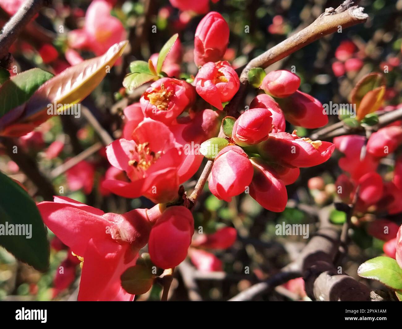 Bellissimi fiori di henomeles rosa e rosso. Arbusti senza foglie fioriscono all'inizio della primavera. Petali delicati, steli gialli e pistole con nettare. Biglietto d'auguri o bouquet. Simbolo di risveglio della natura Foto Stock