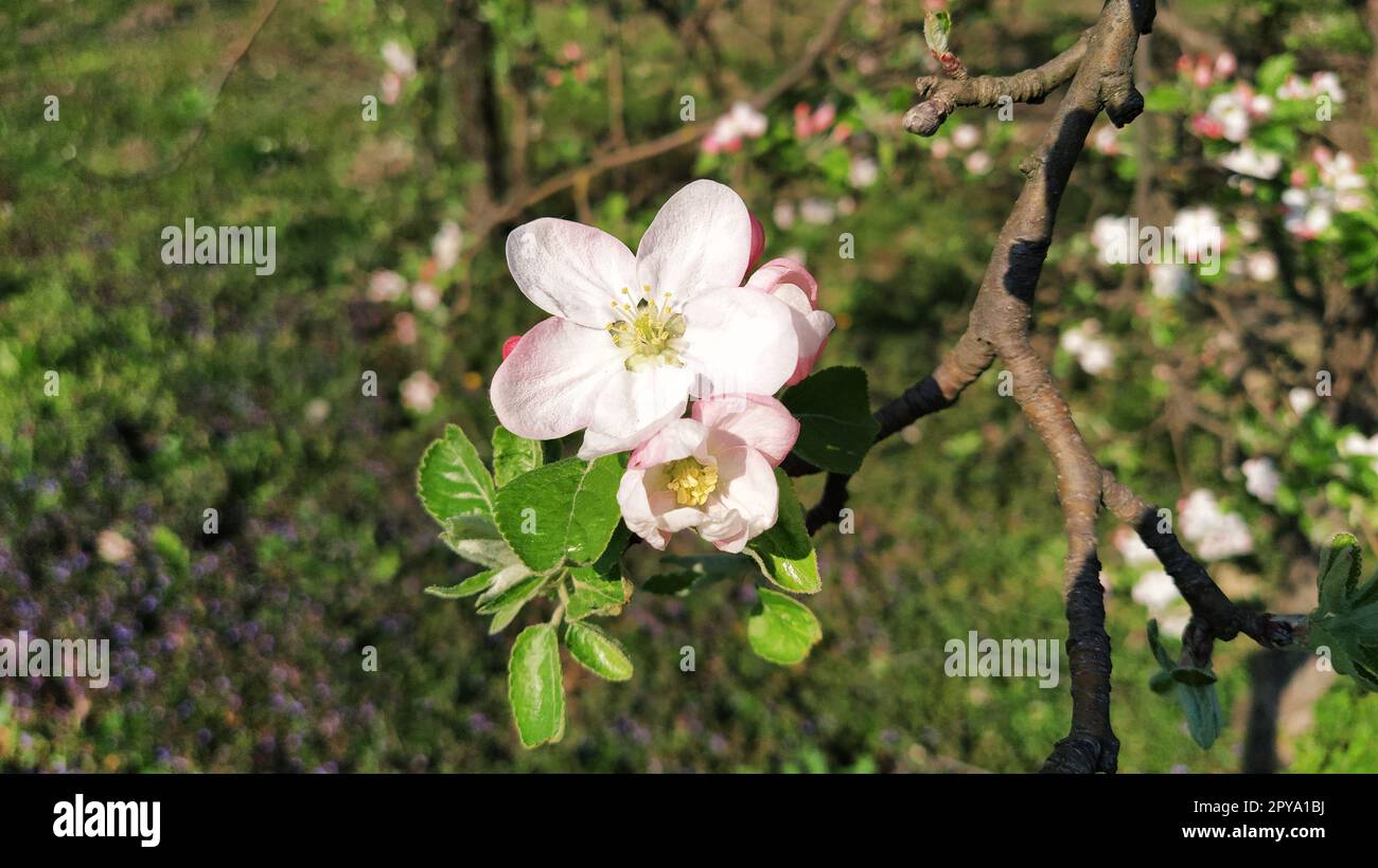 Teneri petali di fiori di melo. Alberi di mele in lussureggianti fiori bianchi. Pestelli e stampanti sono evidenti. Primavera nel frutteto. L'inizio del lavoro agricolo Foto Stock
