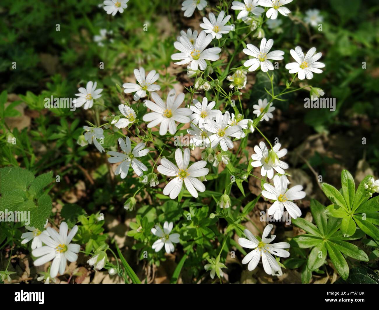 Stelle marine della foresta. Delicati fiori bianchi nella foresta. Agente antidiabetico, dolcificante naturale. Bellissime piante medicinali. Messa a fuoco morbida Foto Stock