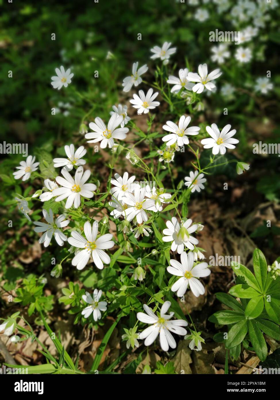 Stelle marine della foresta. Delicati fiori bianchi nella foresta. Agente antidiabetico, dolcificante naturale. Bellissime piante medicinali. Messa a fuoco morbida Foto Stock