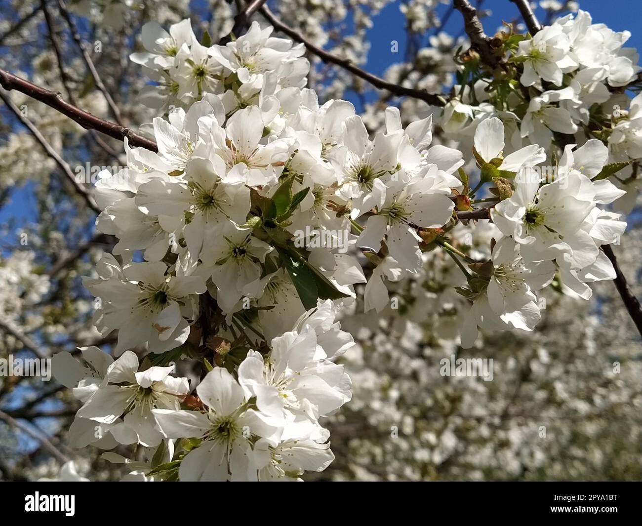 Teneri petali di fiori di melo. Alberi di mele in lussureggianti fiori bianchi. Pestelli e stampanti sono evidenti. Primavera nel frutteto. L'inizio del lavoro agricolo Foto Stock
