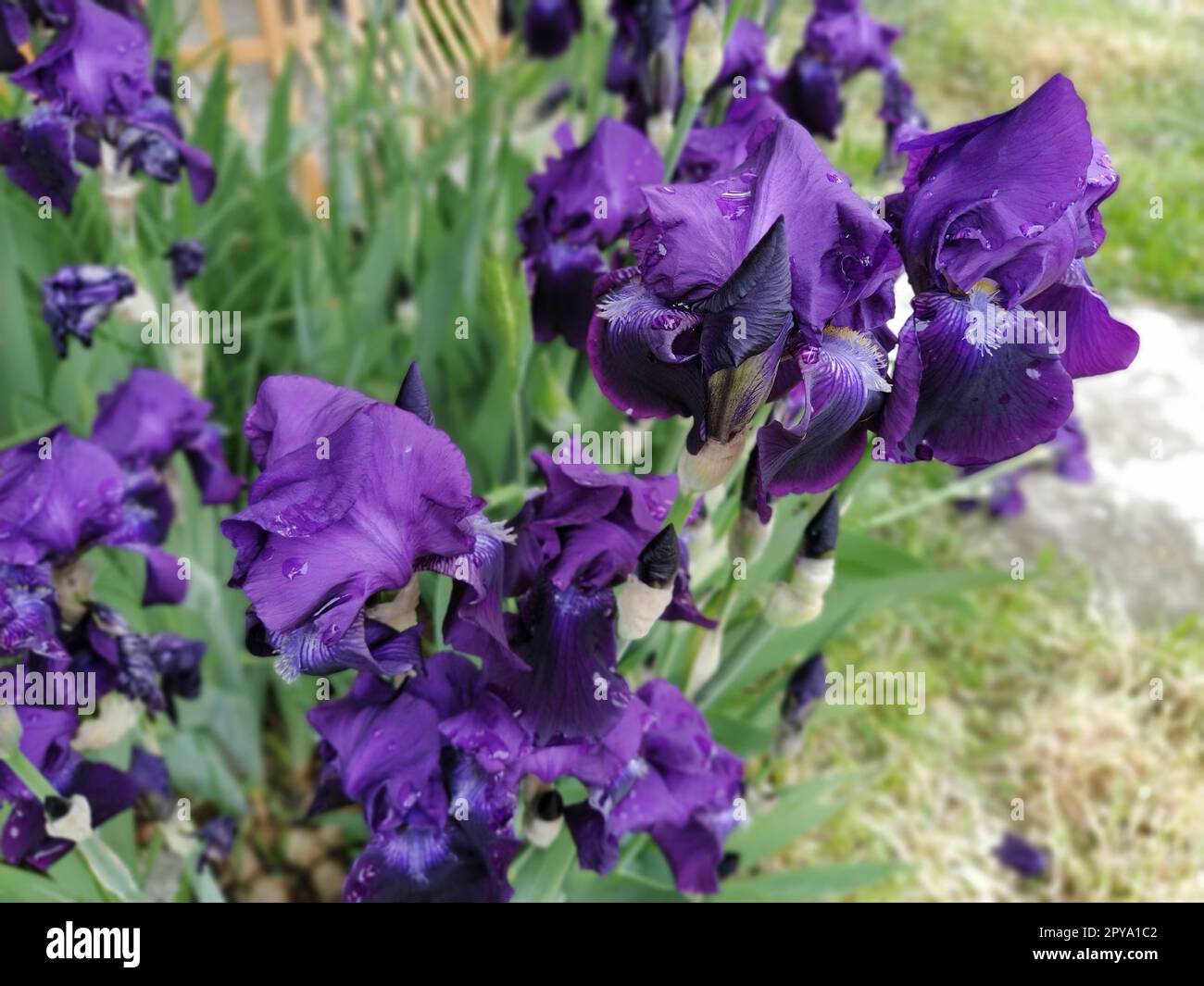 Iris viola. Bellissimi e delicati fiori di Iris blu scuro-viola in giardino. Petali graziosi. Messa a fuoco morbida. Immagine sfocata Foto Stock