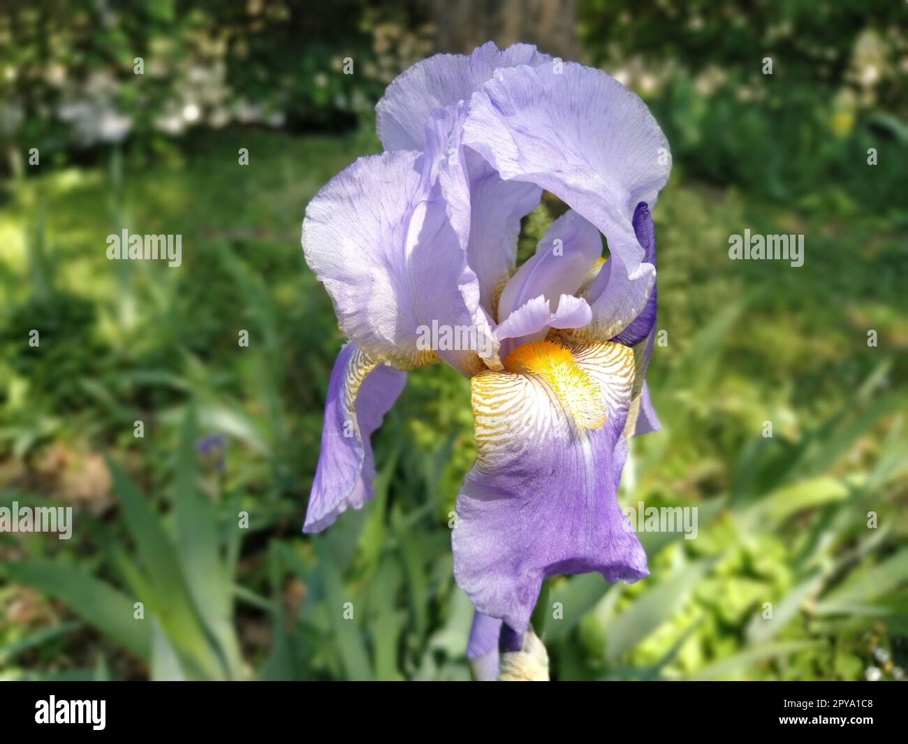 Splendido Iris viola con un mezzo bianco. Petali di fiori curvi e luminosi. Sfondo sfocato verde. Grado di riproduzione dell'iride. Grande bocciolo in fiore. Foglie sottili e lunghe Foto Stock