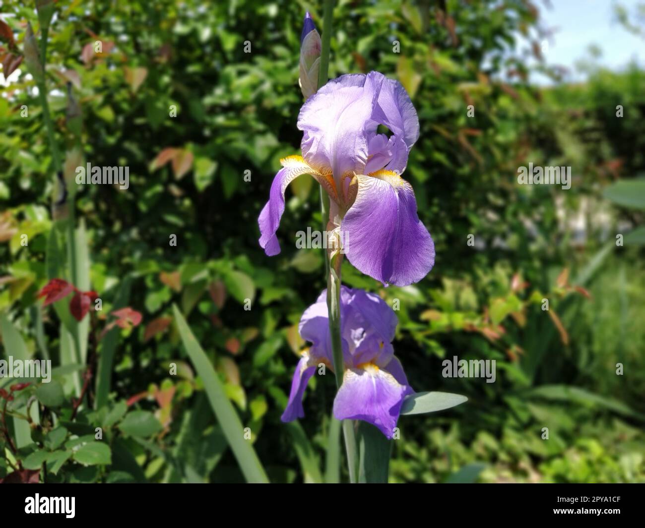 Splendido Iris viola con un mezzo bianco. Petali di fiori curvi e luminosi. Sfondo sfocato verde. Grado di riproduzione dell'iride. Grande bocciolo in fiore. Foglie sottili e lunghe Foto Stock