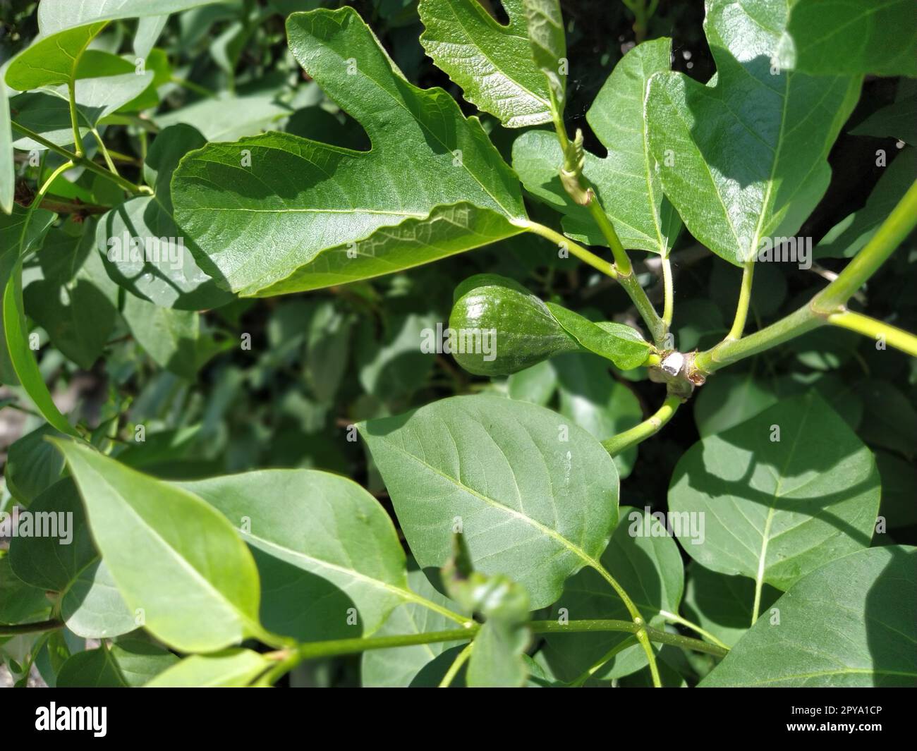 Fico verde su un ramo. Primo piano dei frutti dell'albero di fico. Fico verde brillante nel giardino. Balcani. Produzione produzione produzione agricola. Foto Stock