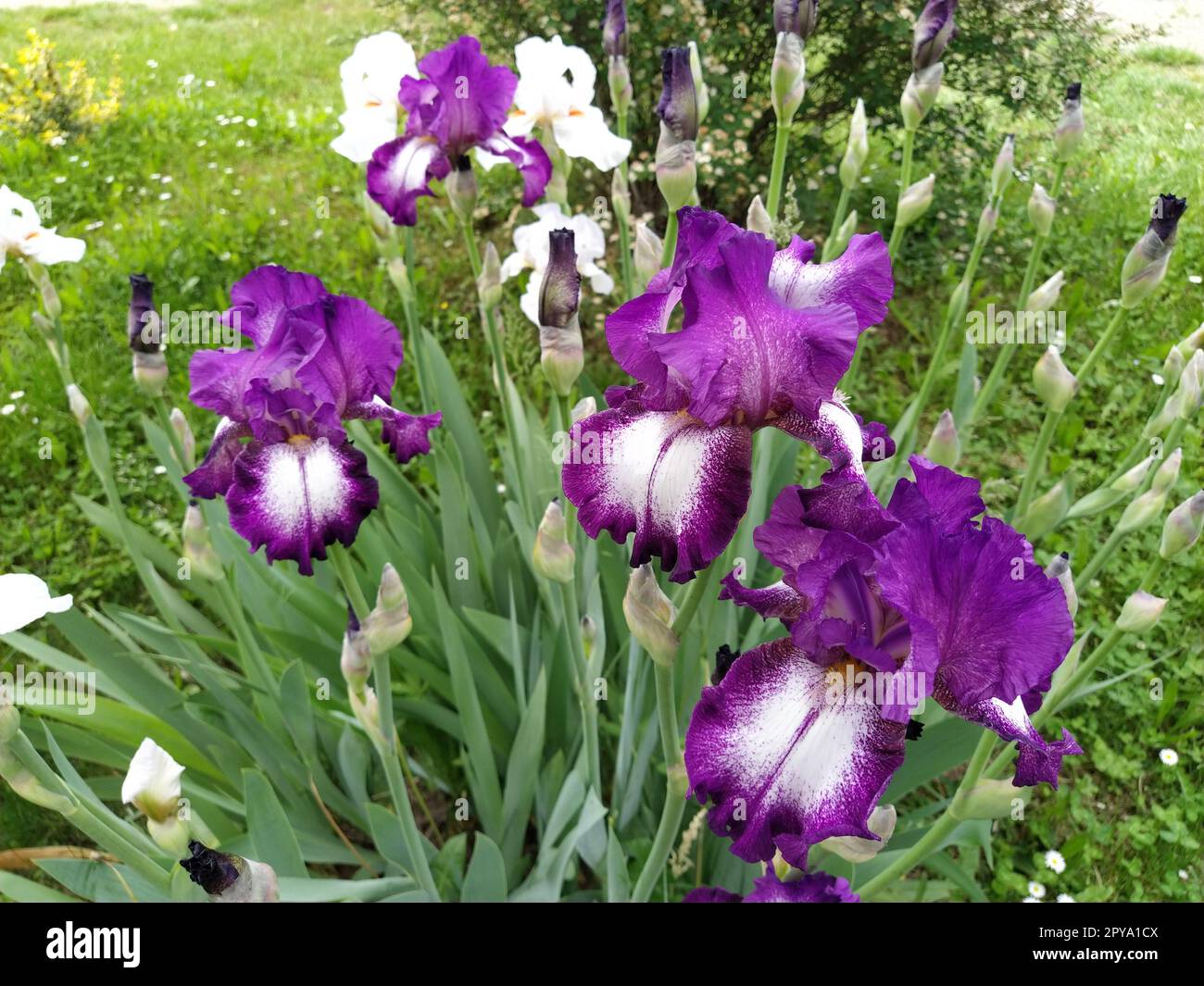 Splendido Iris viola con un mezzo bianco. Petali di fiori curvi e luminosi. Sfondo sfocato verde. Grado di riproduzione dell'iride. Grande bocciolo in fiore. Foglie sottili e lunghe Foto Stock