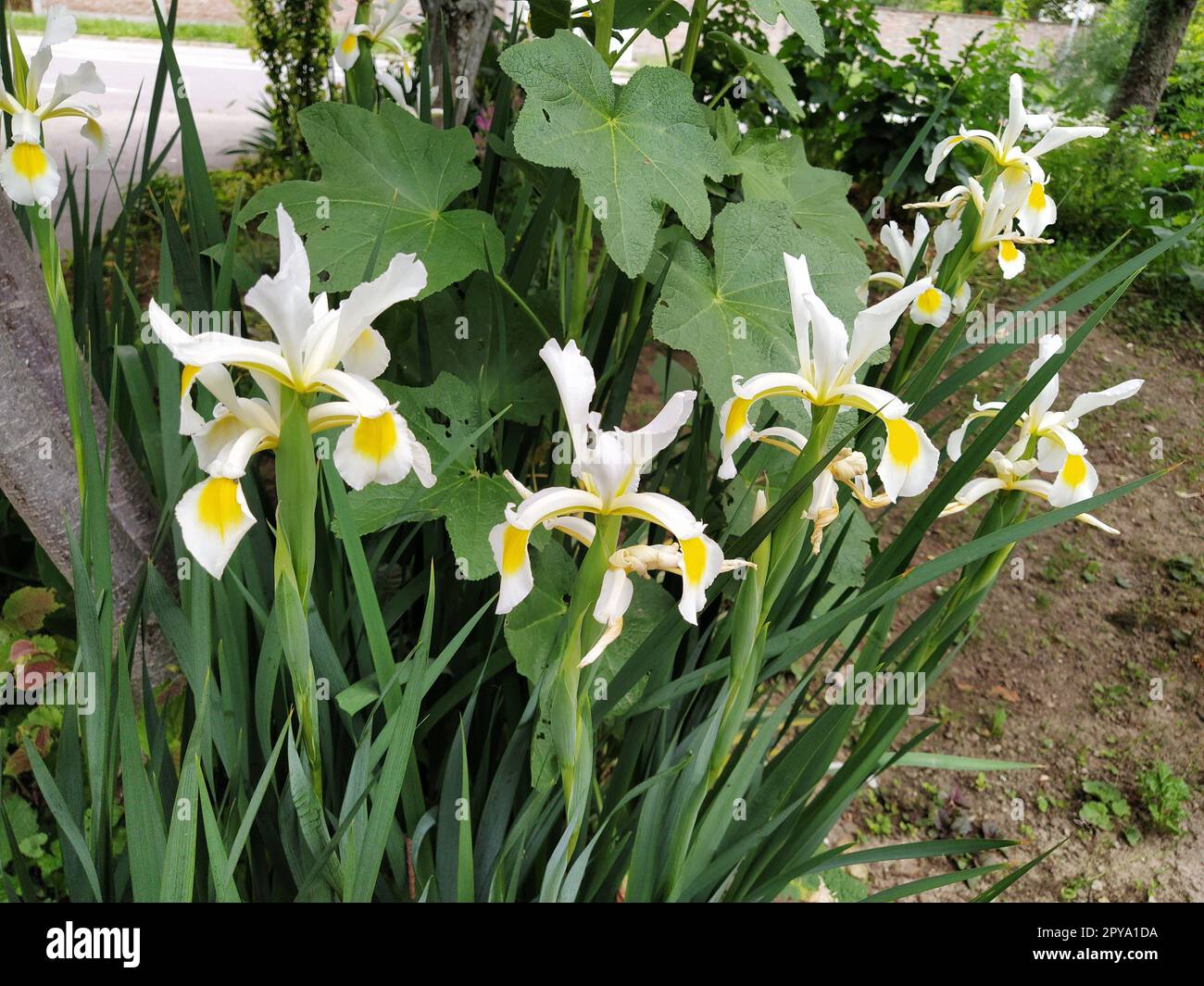 Iridi bianche con un centro giallo del fiore. Fiorito nel giardino con alte e belle piante. Foto Stock