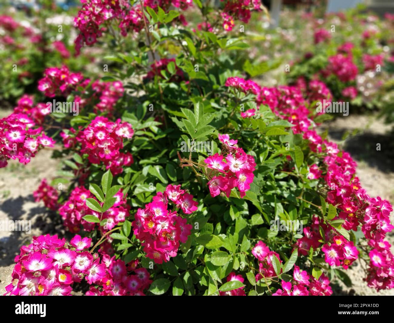 Bellissimi fiori rosa nel grande letto di fiori. Elementi di design e decorazione di un parco cittadino. Molti fiori e gemme rosa su un cespuglio. Effetto sfocato intorno ai bordi della foto. Messa a fuoco morbida Foto Stock