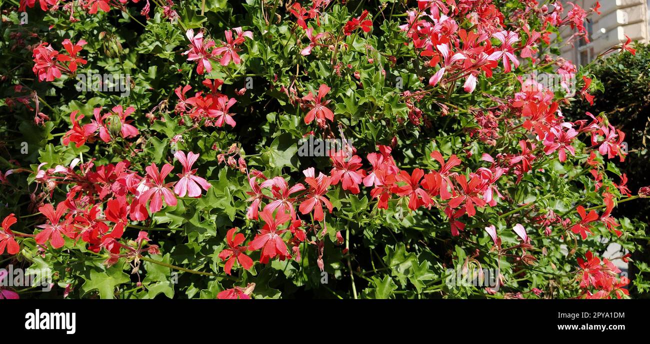 Pelargonium peltatum. Gerani d'edera in fiore rossi, rosa e magenta in un parco cittadino. Paesaggio verticale di un giardino, cortile o strada cittadina. Banner. Foto Stock