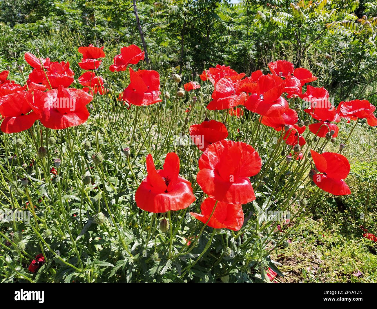 Cespuglio di papaveri rossi selvatici. Bellissimi fiori selvatici. Sfondo sfocato. Poppy Field. Delicati petali di papavero brillano alla luce del sole Foto Stock