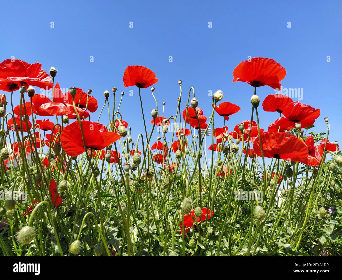 Papaveri rossi luminosi in fiore sul campo. Fiori selvaggi bellissimi. Cielo blu sullo sfondo. Teneri petali di fiori brillano al sole. Srotolamento di papaveri. Foto Stock