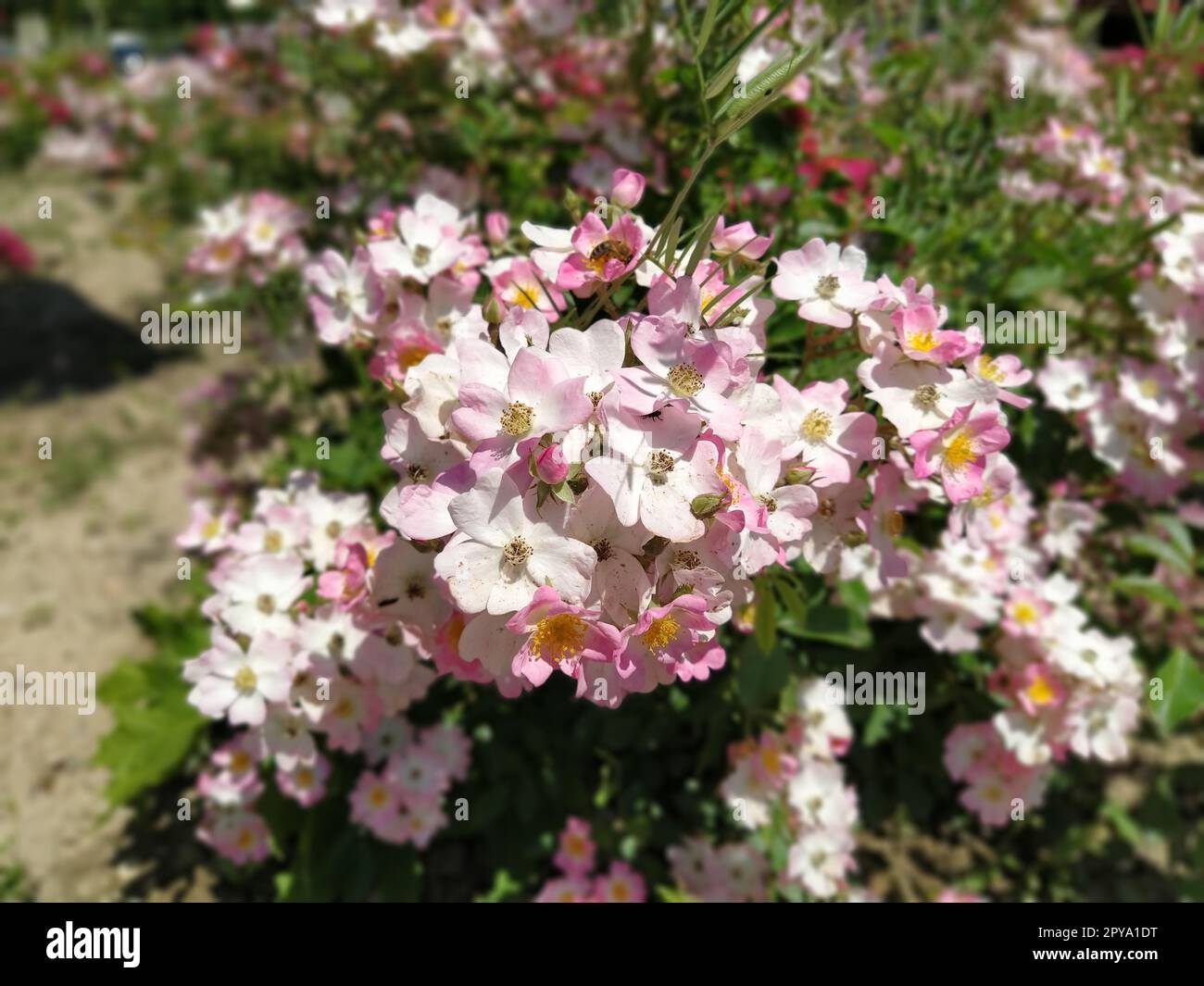 Bellissimi fiori rosa nel letto di fiori. Elementi di design e decorazione di un parco cittadino. Molti fiori e gemme rosa su un cespuglio. Effetto sfocato intorno ai bordi della foto. Messa a fuoco morbida Foto Stock