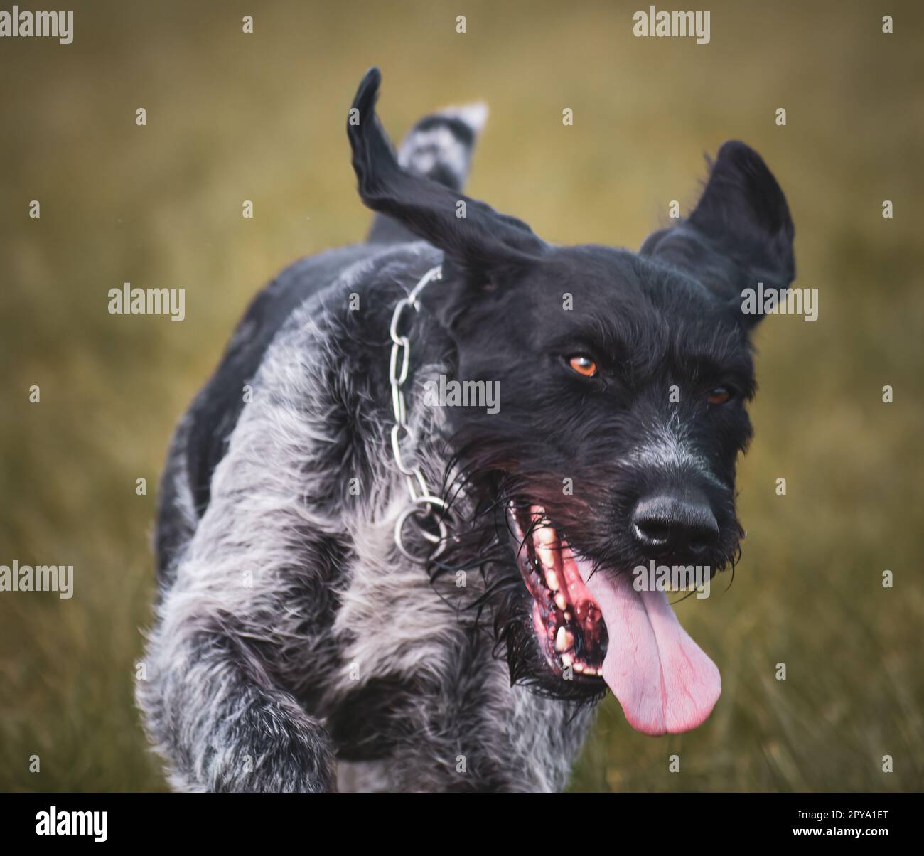 Sako il cane tedesco da caccia con lancetta Foto Stock