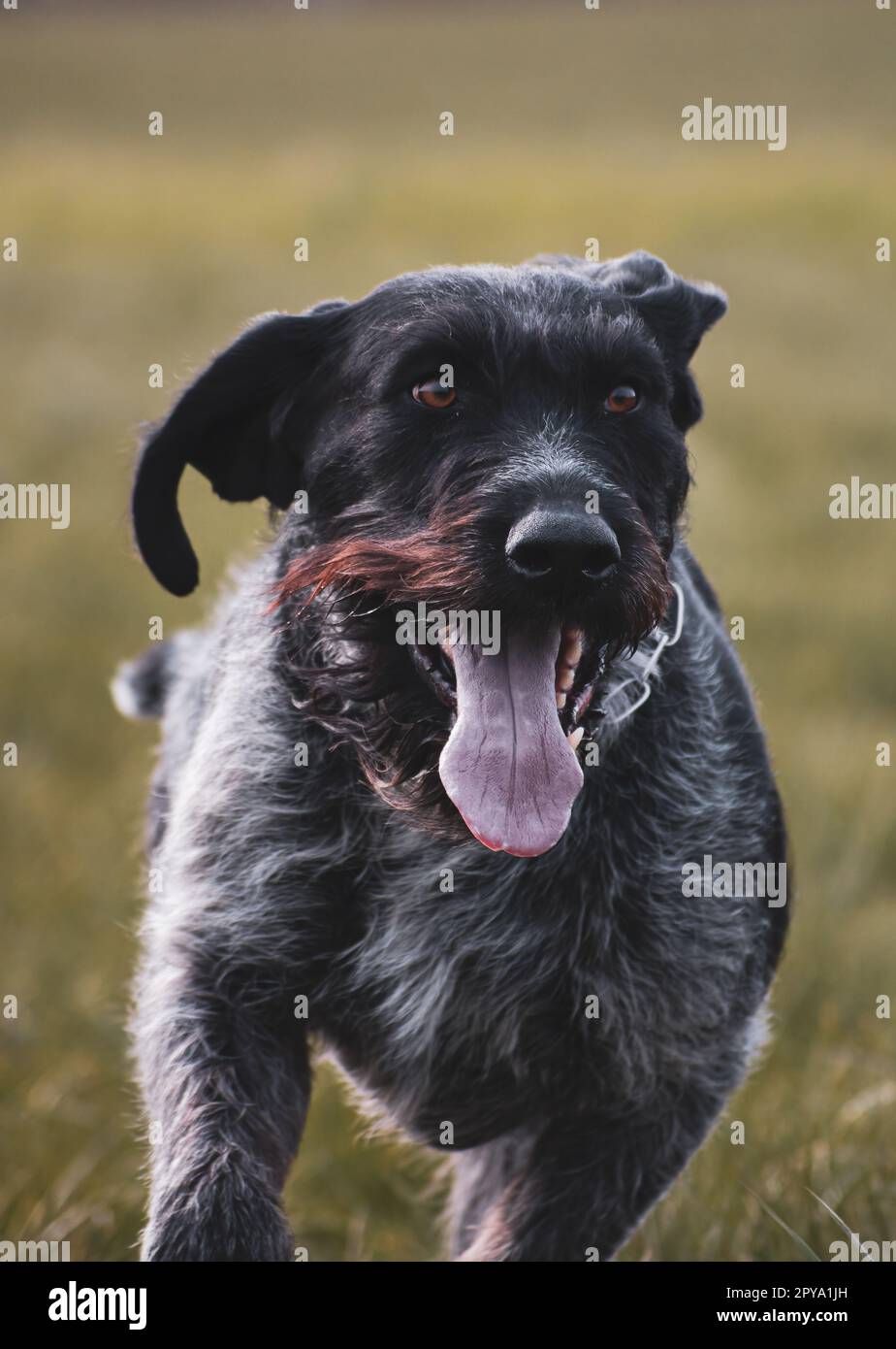 Sako il cane tedesco da caccia con lancetta Foto Stock