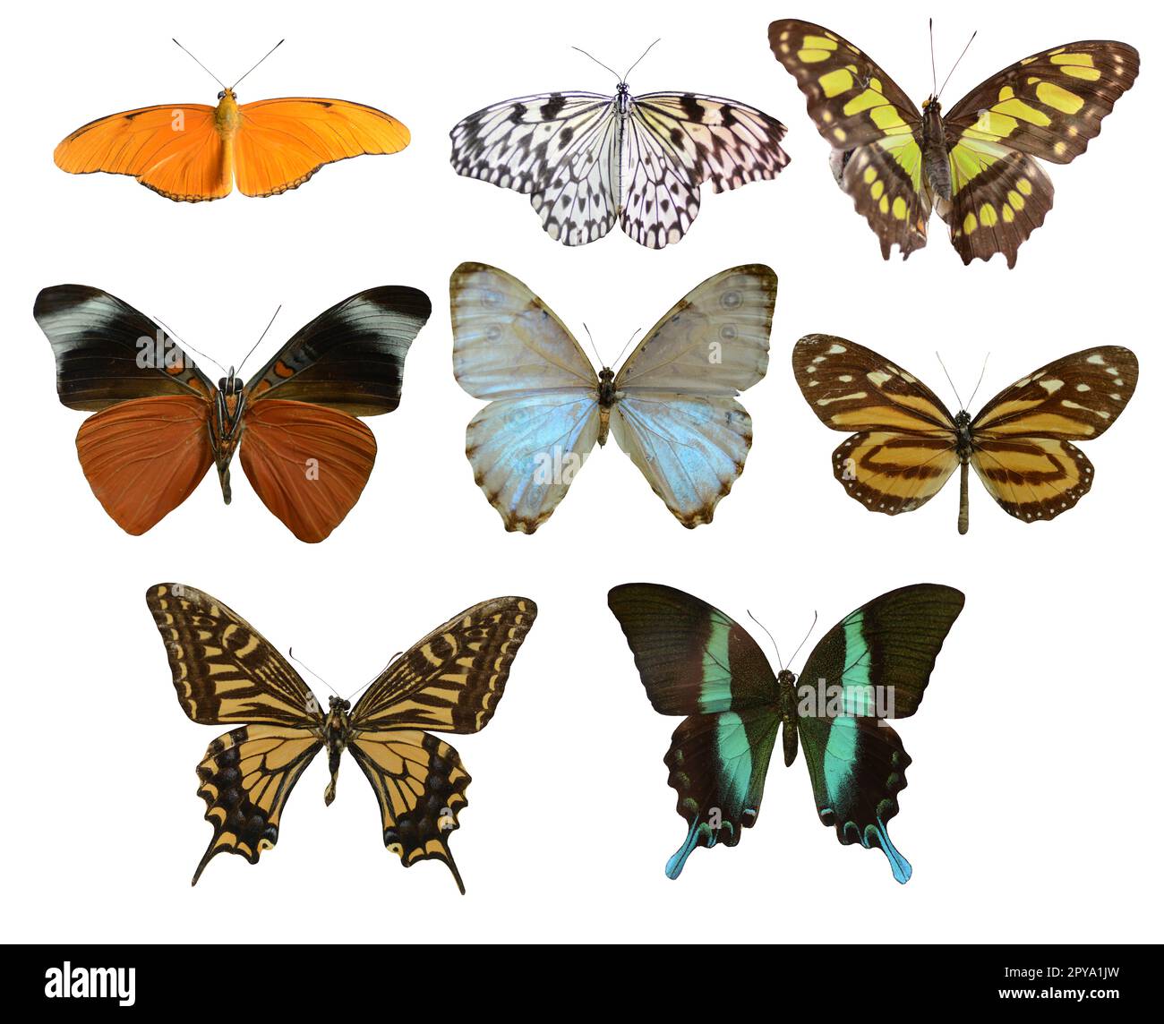 Di raccolta di immagini di farfalle colorate di diverse dimensioni Foto Stock