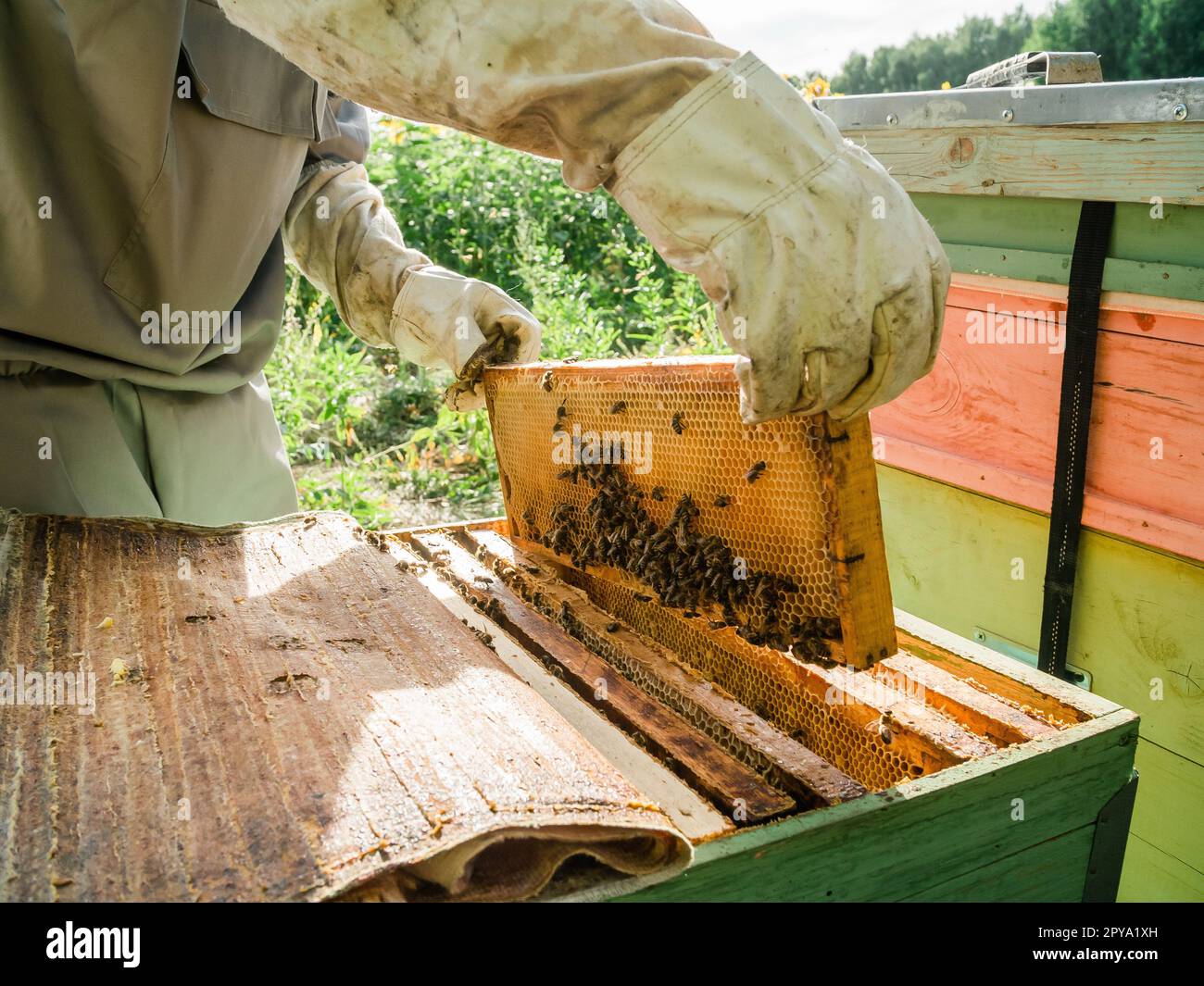 Apicoltore maschio di lavoro raccogliere il miele. Concetto di apicoltura. Foto Stock