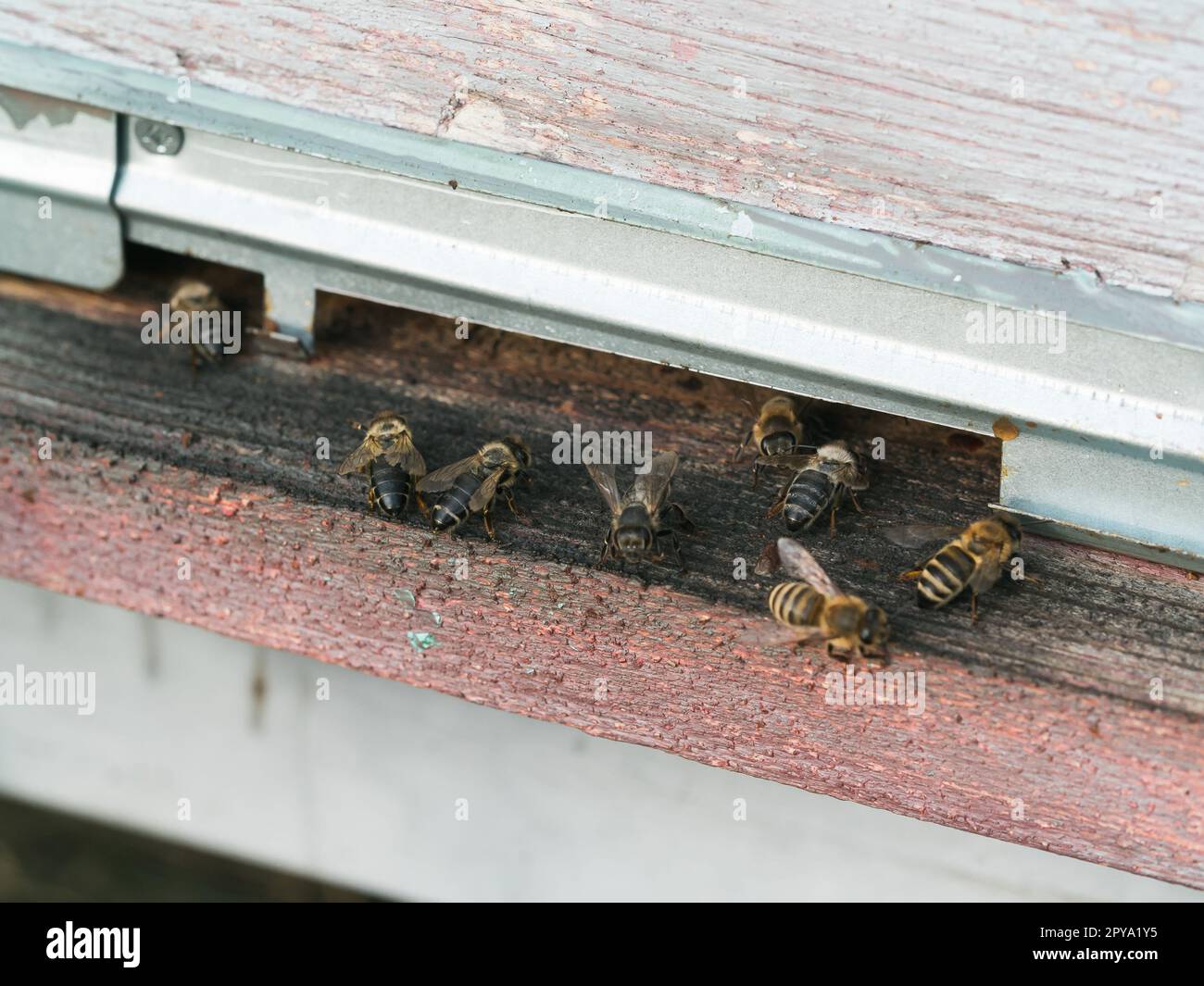 Primo piano di api di miele che escono dal suo alveare - apicoltura concetto Foto Stock
