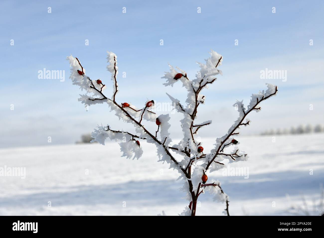 rosa anca coperta di neve in inverno Foto Stock