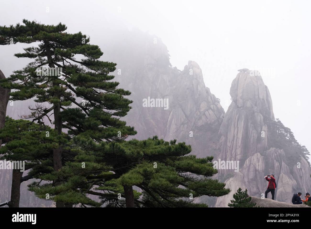 Huangshan. 11th Apr, 2023. Un turista scatta foto di pini sul monte Huangshan, nella provincia di Anhui, nella Cina orientale, il 11 aprile 2023. Huangshan, una delle montagne più famose della Cina, è conosciuta per la sua maestosa bellezza panoramica, le rocce strane, le vette avvolte da nuvole e i pini antichi. È stato dichiarato patrimonio dell'umanità dall'UNESCO nel 1990. Credit: Ma Ning/Xinhua/Alamy Live News Foto Stock