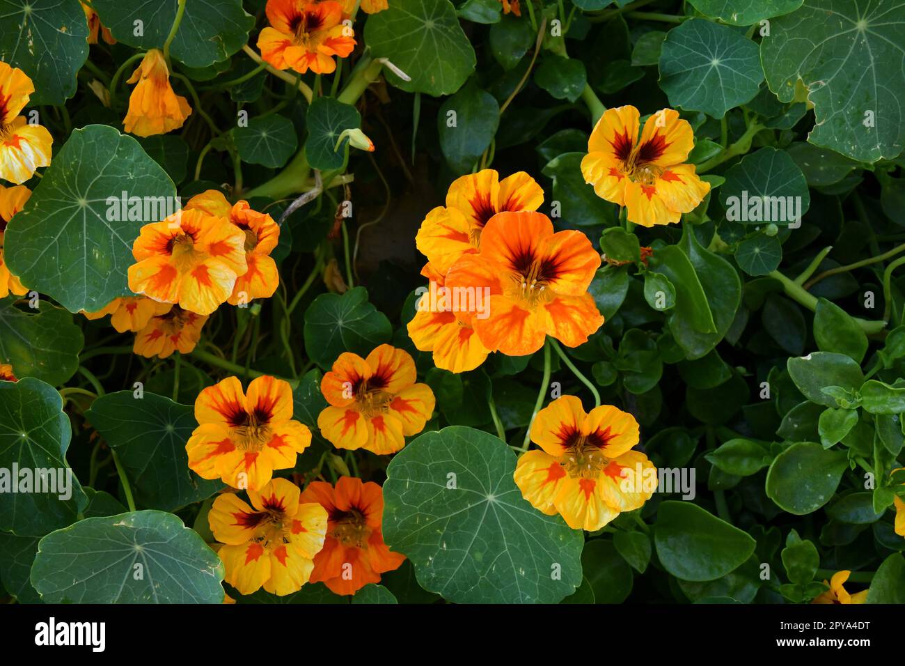 Fioritura di piante in un piccolo villaggio in provincia di Benevento. Foto Stock