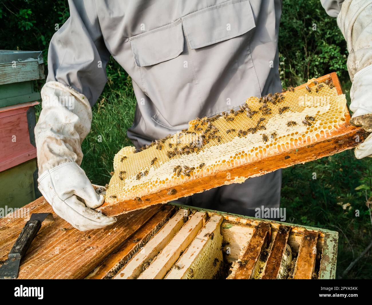 Apicoltore maschio di lavoro raccogliere il miele. Concetto di apicoltura. Foto Stock